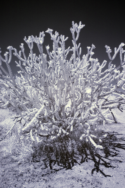 Cholla Cactus